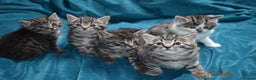 Mixed Breed cats for sale: 5 gorgeous kittens for reservation  - Advert 1