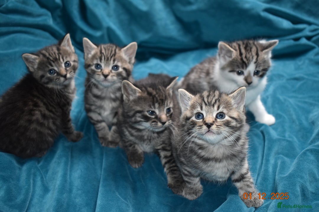 Mixed Breed cats for sale: 5 gorgeous kittens for reservation  - Advert 1
