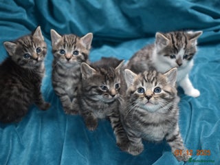 Mixed Breed cats 5 gorgeous kittens for reservation - Advert 2