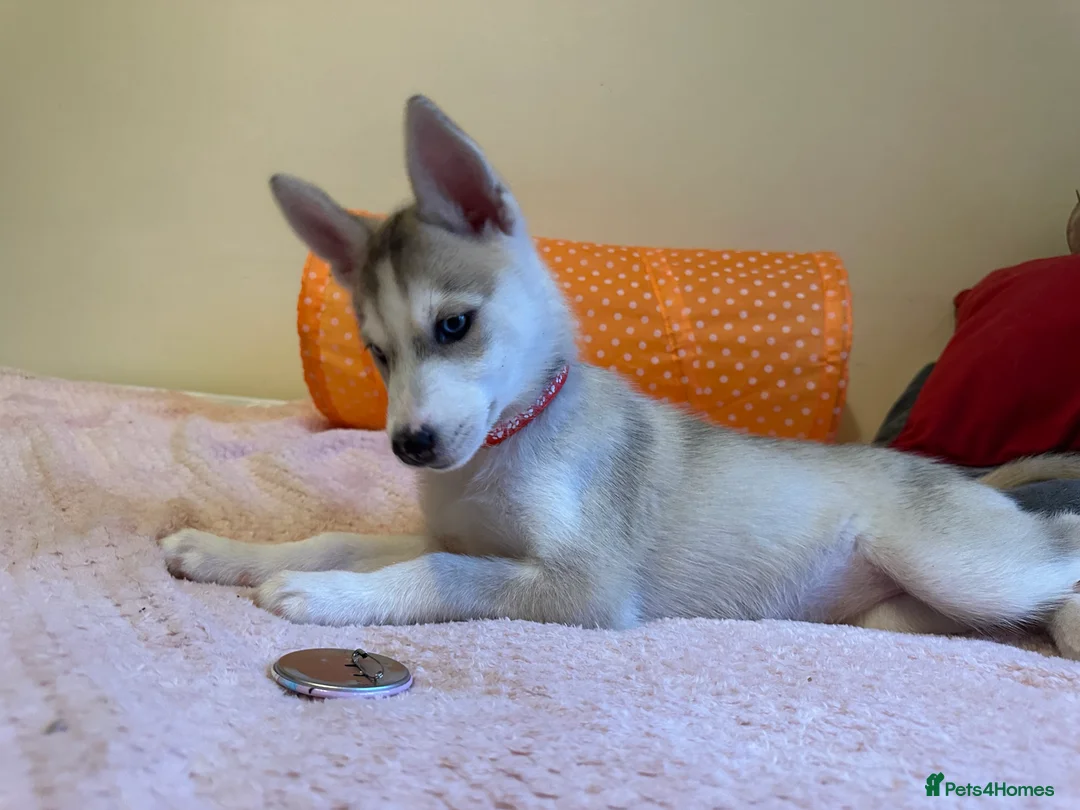 Siberian Husky dogs for sale: ✨ Siberian Huskies puppies ✨ - Advert 22
