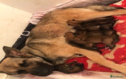 Belgian Shepherd Dog dogs for sale: Belgian Malinois puppy’s  - Image 5