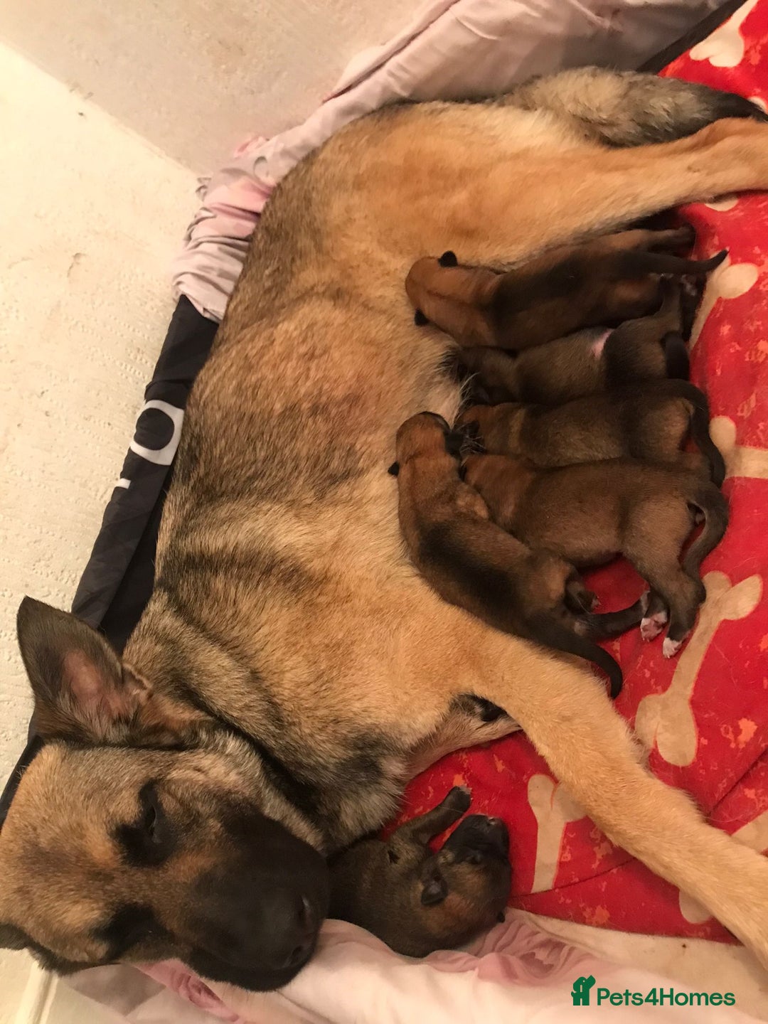 Belgian Shepherd Dog dogs for sale: Belgian Malinois puppy’s  - Image 5