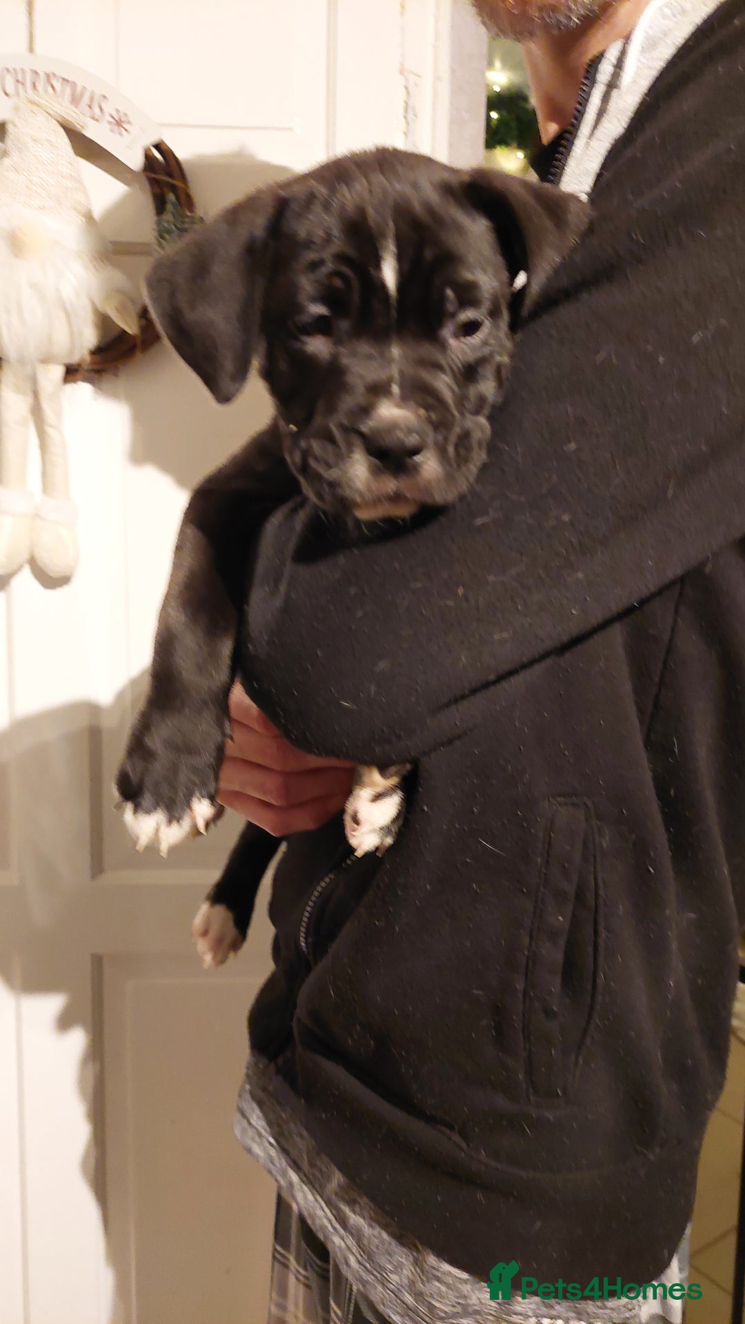 Mixed Breed dogs for sale: Cane Corso cross American bulldog puppy's  - Advert 16