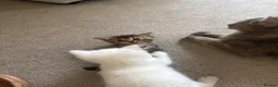 Mixed Breed cats for sale: 3 beautiful kittens in Bristol - Advert 11