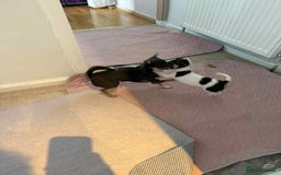 Chihuahua dogs for sale: Ready to leave female chihuahua BOTH vaccines done - Image 13