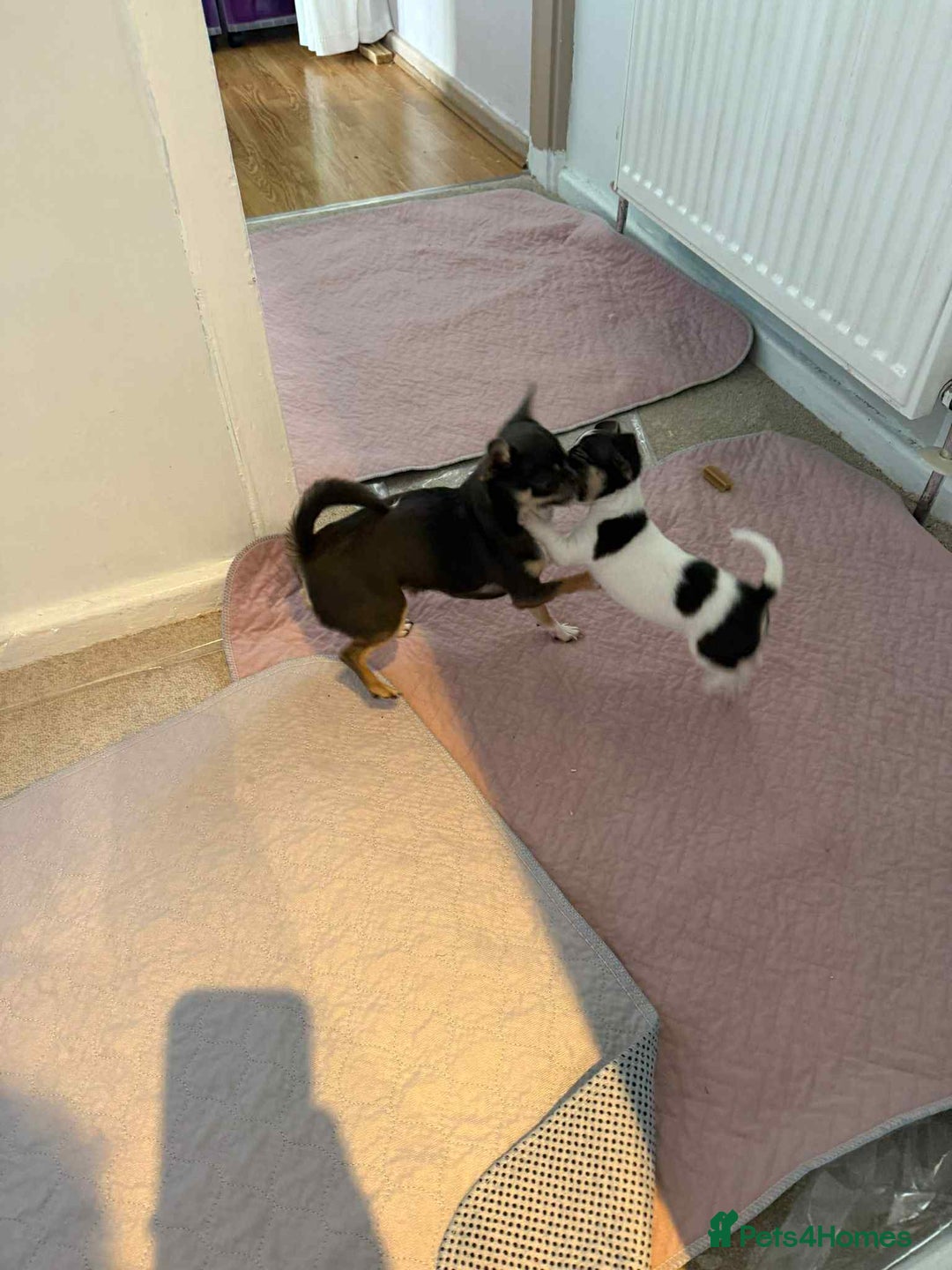 Chihuahua dogs for sale: Ready to leave female chihuahua BOTH vaccines done - Image 13