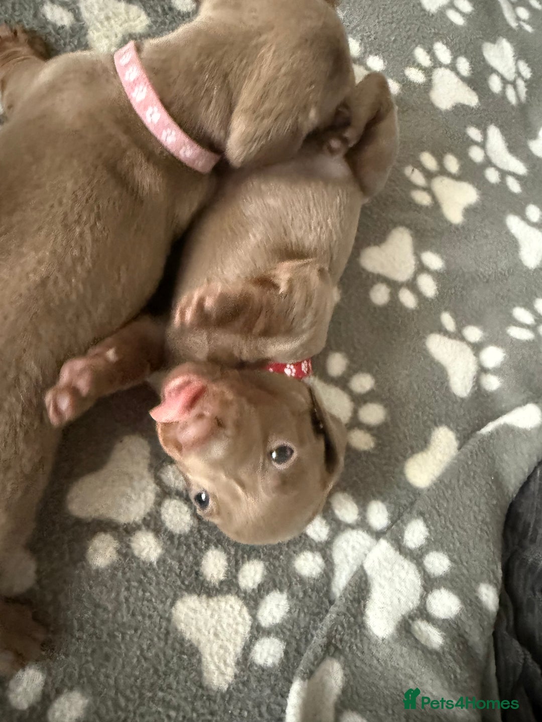 Miniature Dachshund dogs for sale: KC Reg Isabella & Tan Miniature Dachshund Puppies - Advert 9