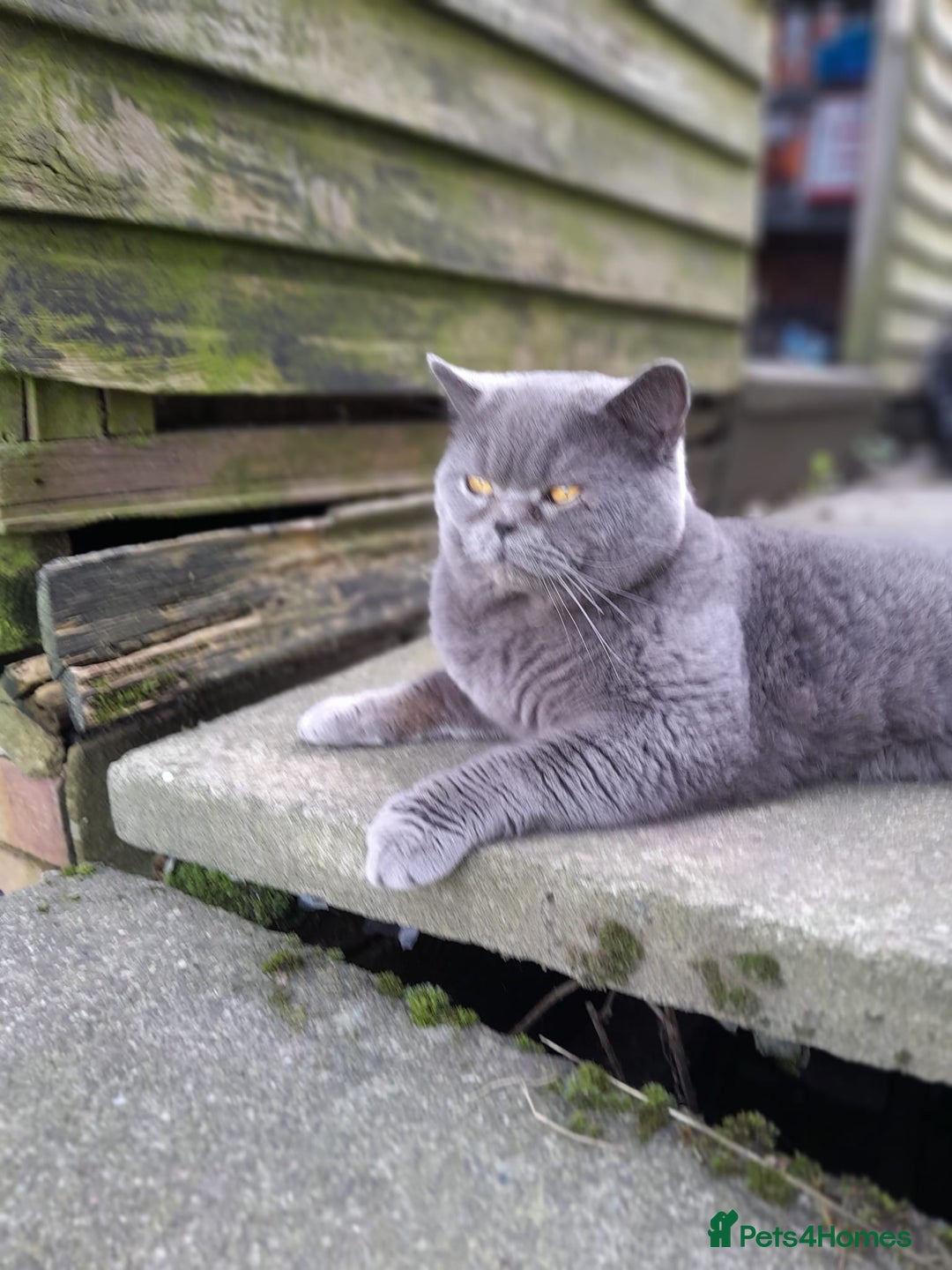 Blue Solid Cat CHUNKY SOLID BLUE GCCF BRITISH SHORTHAIR KITTENS