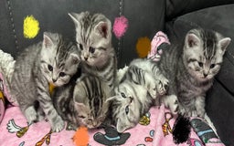 British Shorthair cats for sale: GCCF Reg BSH Silver Tabby & Spotted kittens - Advert 8