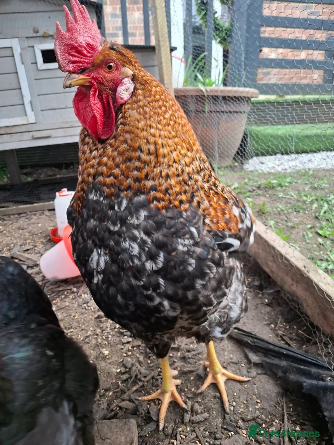 Chickens poultry for sale: Rooster to rehome - Advert 2
