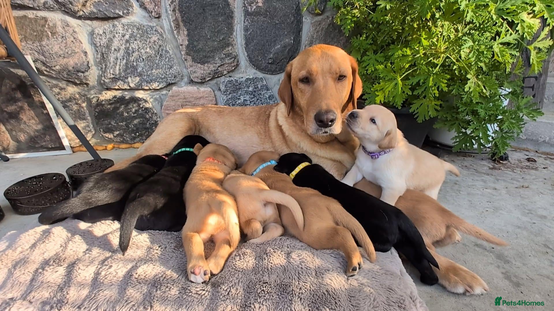 Labrador Retriever dogs Gorgeous Home bred Chunky Labrador puppies - Advert 1