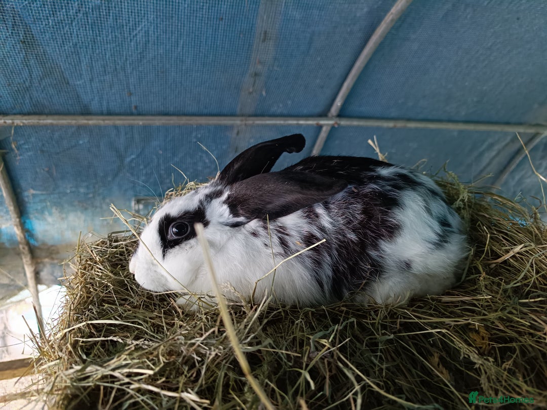 Rex rabbits for sale: Rex, lop, newzeland whites and more  - Image 3