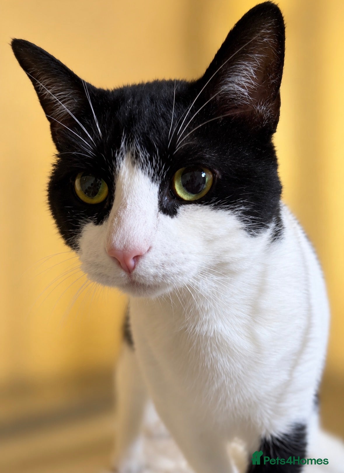 Mixed Breed cats Loving Playful And Very Big! Male, vaccs neut chip - Advert 1