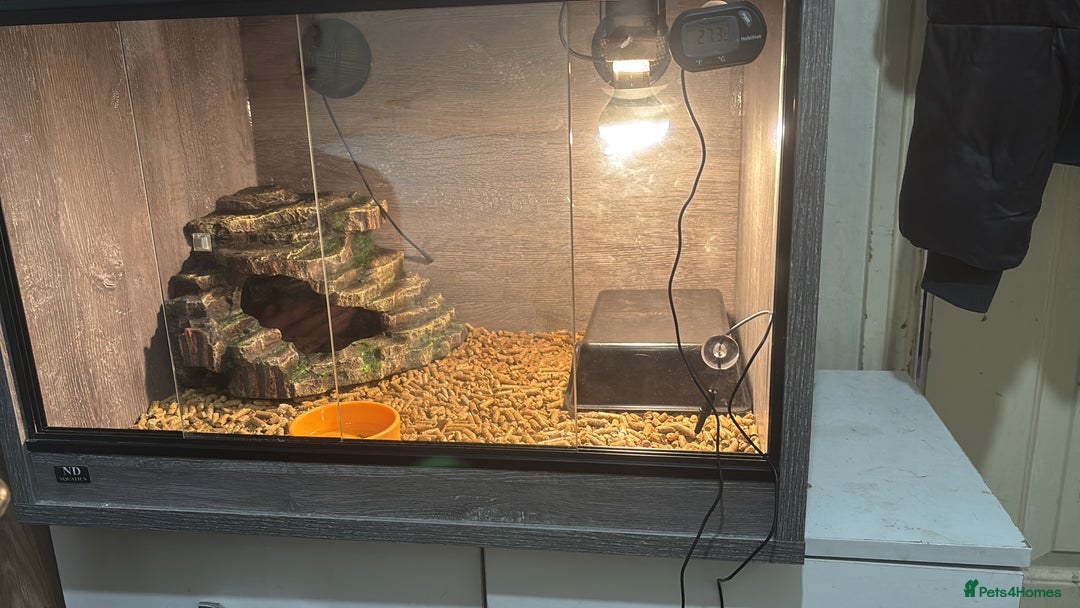 Leopard Gecko reptiles for sale: Snow Leopard gecko for sale with full set up - Image 4