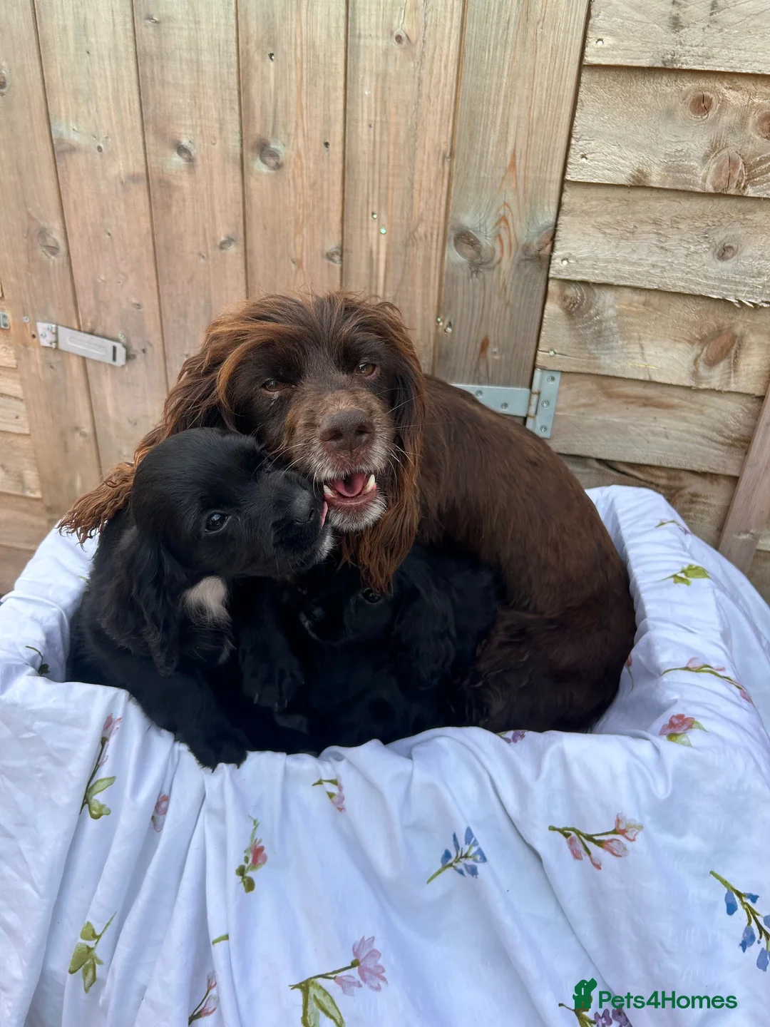 Cocker Spaniel dogs for sale: Cocker spaniel  - Advert 2