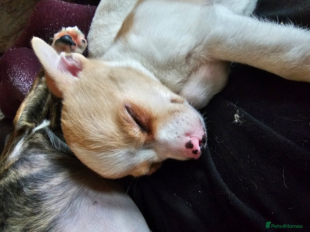Chihuahua dogs for sale: Two male chihuahuas  - Advert 22