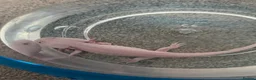 Axolotl reptiles for sale: Axolotl only  in Mansfield - Advert 3