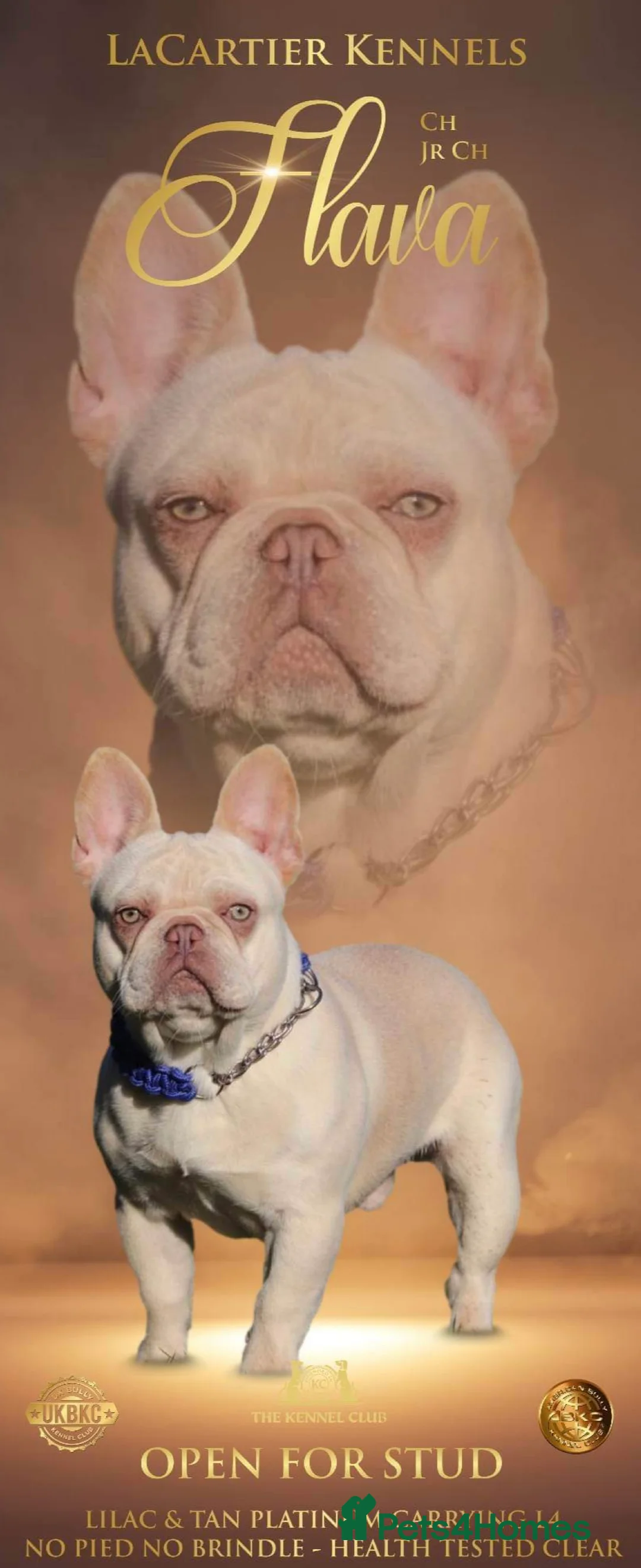 French Bulldog dogs for stud: Frenchie stud champion Flava  in Kings Langley - Advert 7