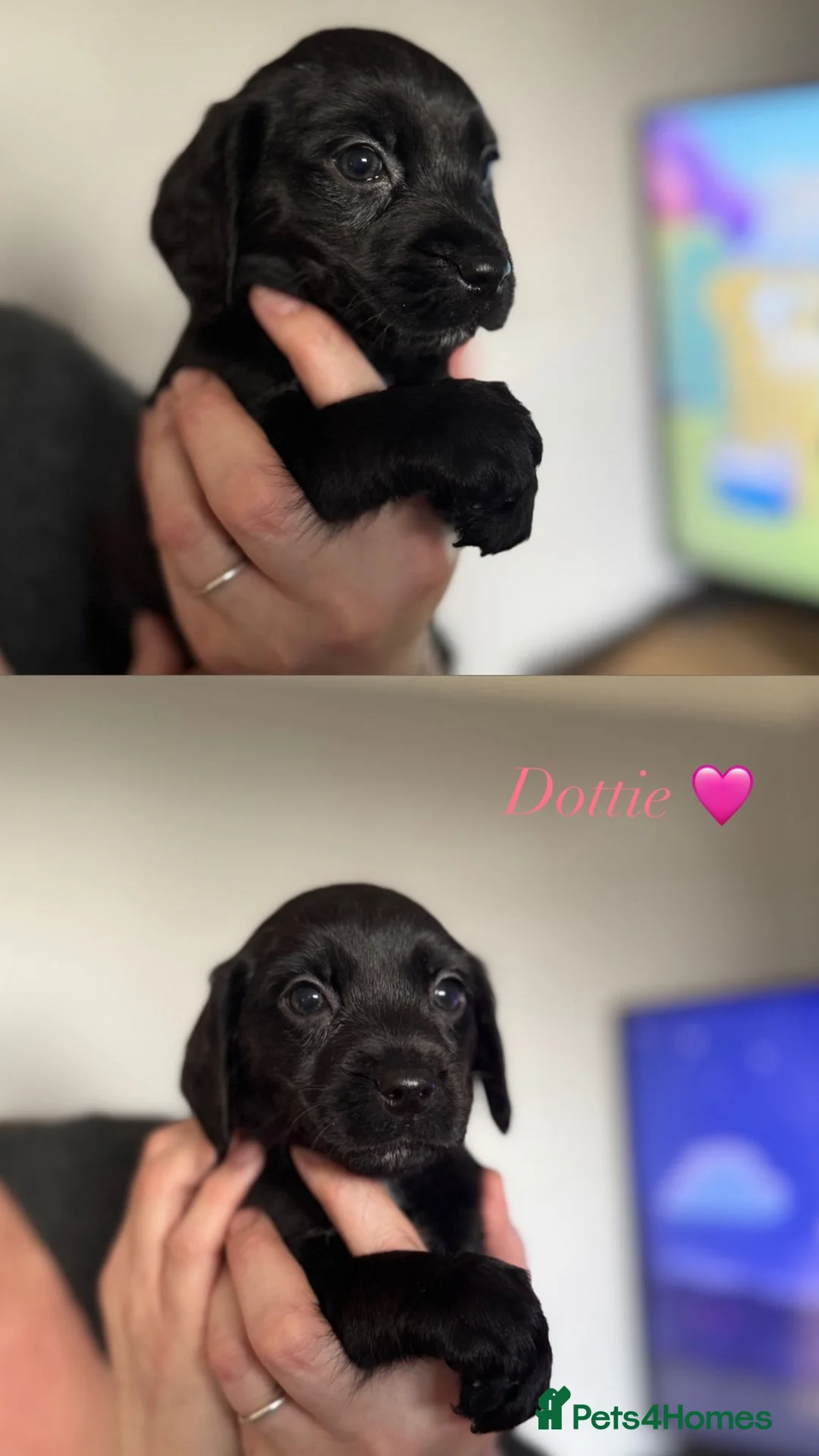 Cockerdor dogs for sale: Beautiful Gamekeeper Bred Working Cockerdors - Advert 8