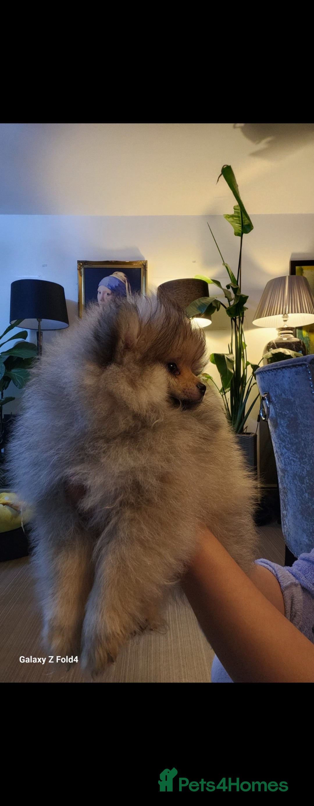 Pomeranian dogs for sale: Tiny Fluff-Balls looking for Forever Homes - Advert 3