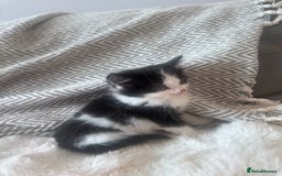Mixed Breed cats for sale: Mix breed kittens  - Image 9