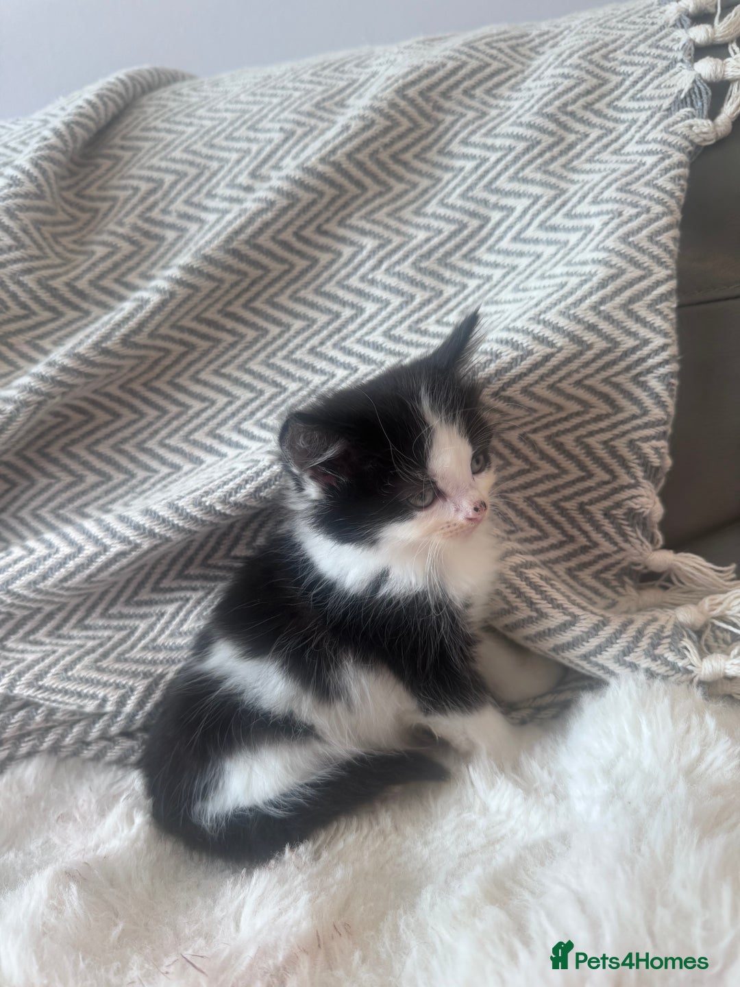 Mixed Breed cats for sale: Mix breed kittens  - Image 9