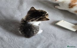 Mixed Breed cats for sale: Beautiful fluffy ginger kittens - Image 17