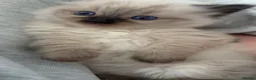 Ragdoll cats for sale: STUNNING FULLY HEALTH TESTED RAGDOLLS - Advert 7