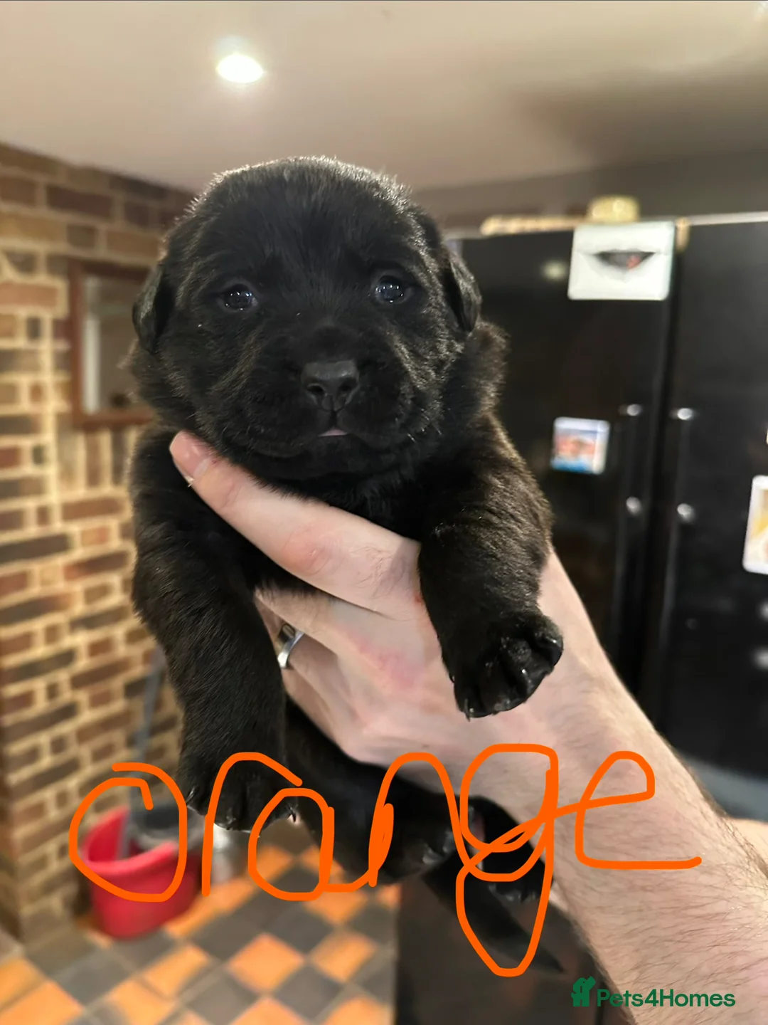 Mixed Breed dogs for sale: *SOLD* Labrador X Rottweiler puppies for sale - Advert 1