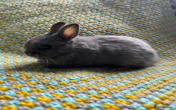 Netherland Dwarf rabbits for sale: Vaccinated Netherland Dwarf Rabbits - Image 15