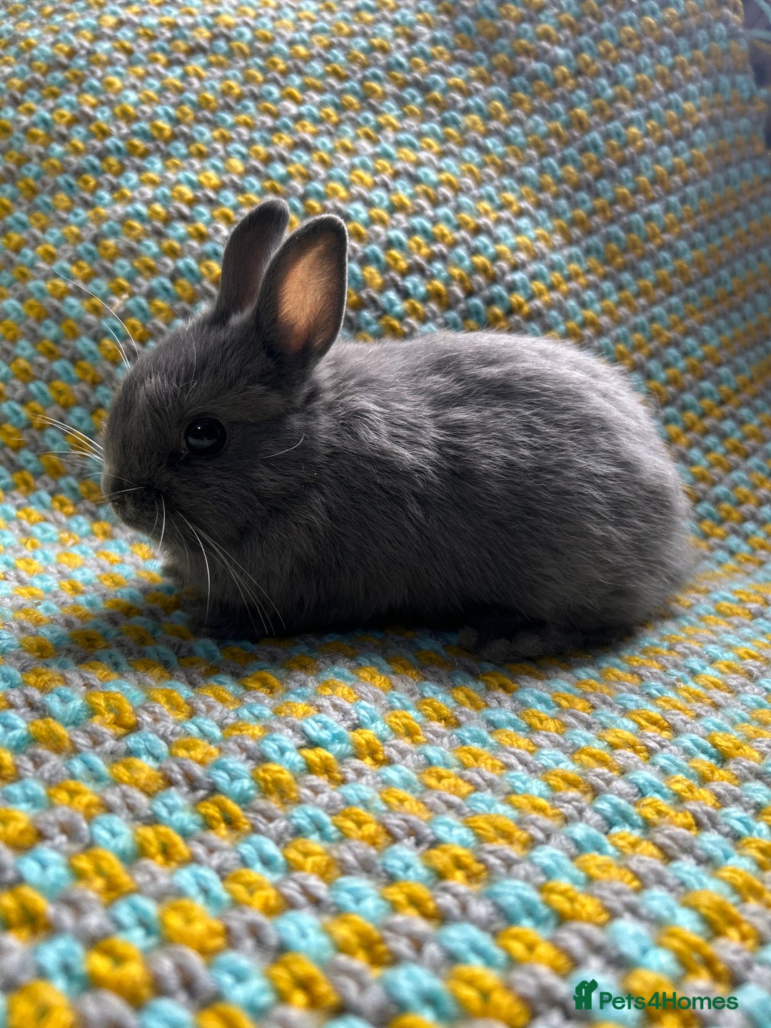 Netherland Dwarf rabbits for sale: Vaccinated Netherland Dwarf Rabbits - Image 15