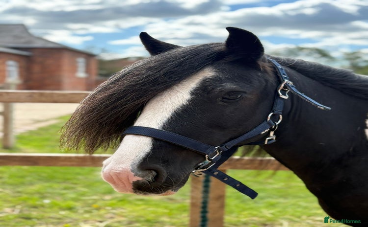 Tinker horses - Advert 1