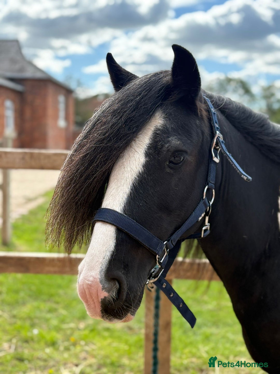 Tinker horses for sale: Piebald 12.2 6yrold gelding - Image 1