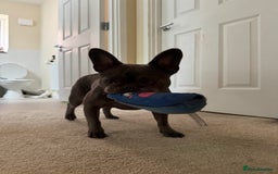 French Bulldog dogs for sale: Female French bulldog - Image 3