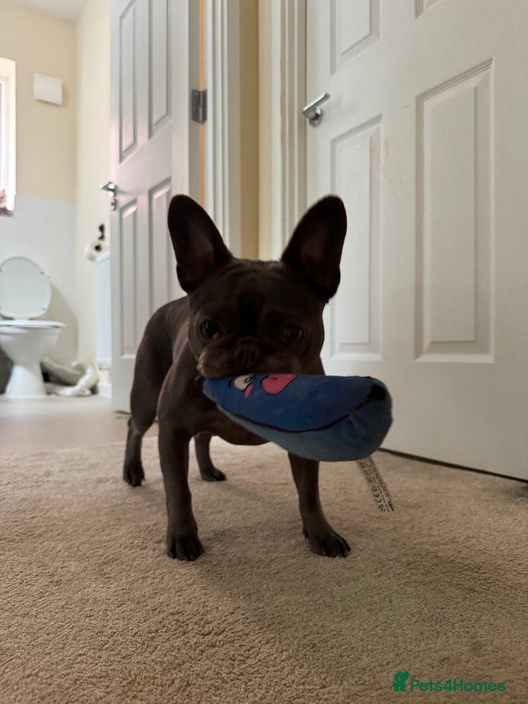 French Bulldog dogs for sale: Female French bulldog - Image 3