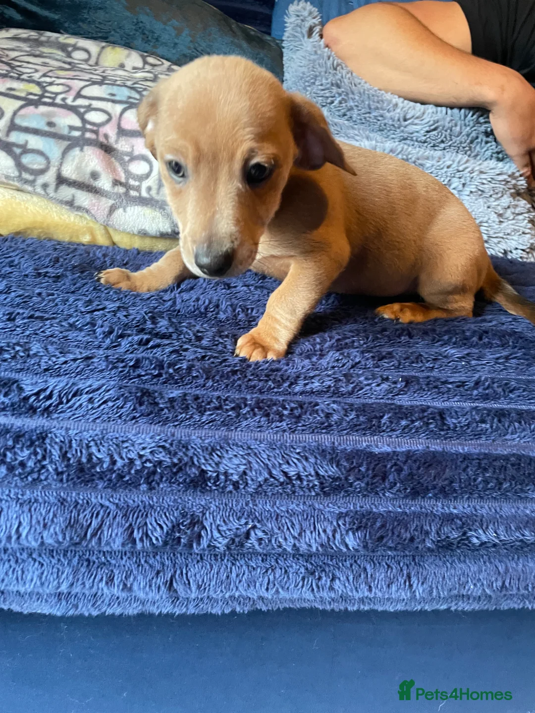 Jackshund dogs for sale: Gorgeous jackshaund puppy  - Advert 9