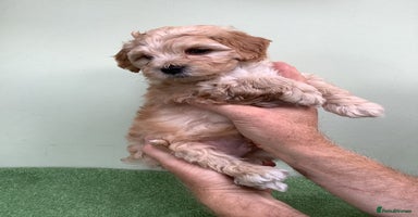 Maltipoo dogs - Advert 1