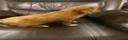 Cavapoo dogs for sale: Cavapoo puppies - Advert 10