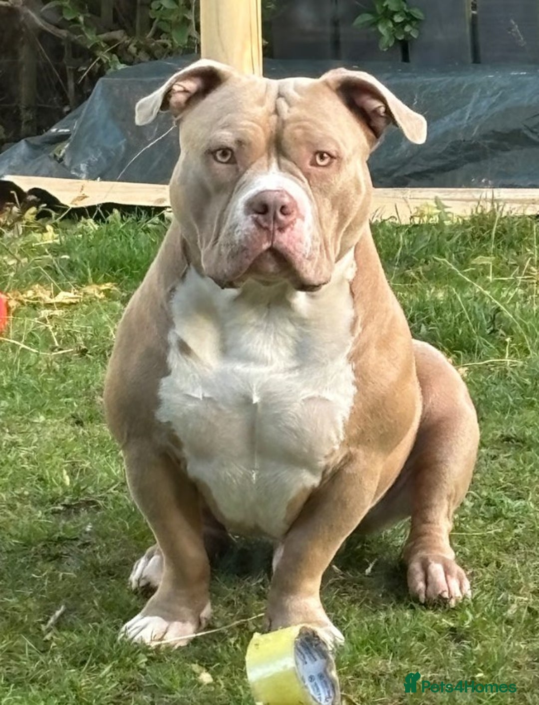 American Bulldog Bully Pitbull Cost Anjing American Pitbull