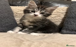 Maine Coon cats for sale: Maine Coon - Image 4