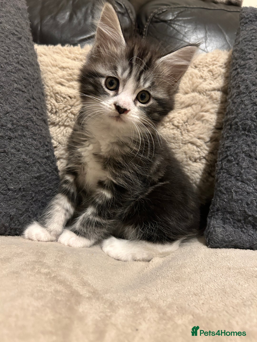 Maine Coon cats for sale: Maine Coon - Image 4