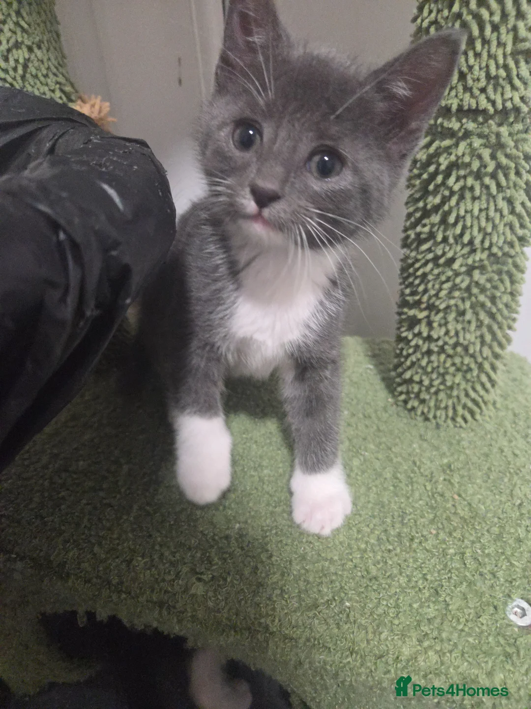 Mixed Breed cats for sale: 6 Beautiful Kittens in Wigan - Advert 1