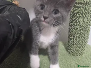 Mixed Breed cats 6 Beautiful Kittens - Advert 1