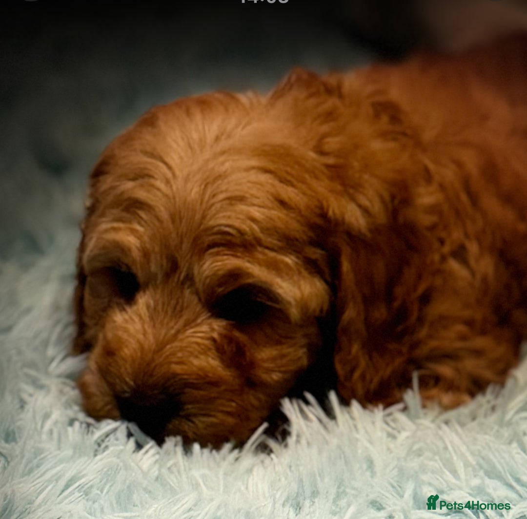 Cockapoo dogs for sale: Healthy Happy Stunning Cockapoo Puppies - Advert 8