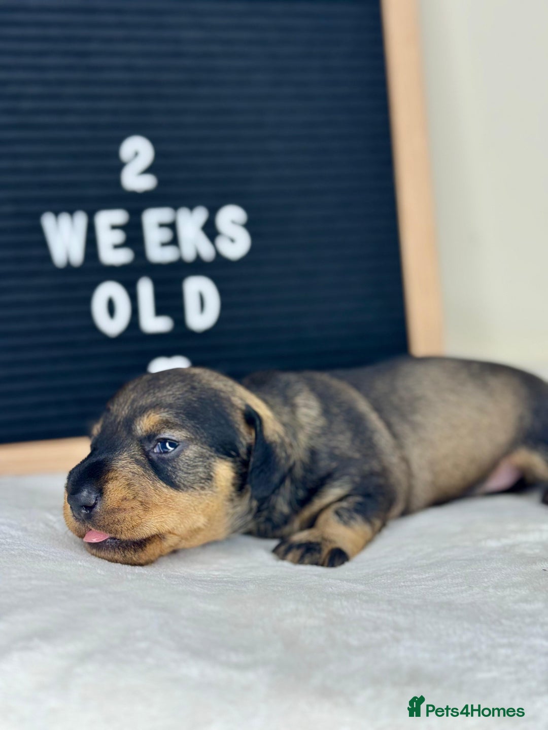 Miniature Dachshund dogs for sale: KC reg mini wires PRA LAFORA clear  - Advert 8