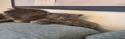Mixed Breed cats for sale: Kittens are waiting for their forever homes in Rotherham - Advert 6
