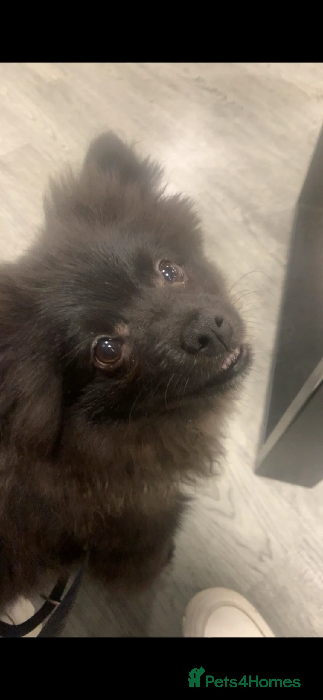 Pomeranian dogs for sale: Rare all black Pomeranian - Advert 2