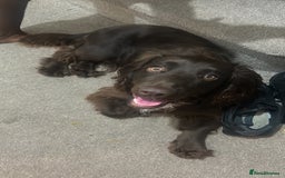 Cocker Spaniel dogs for sale: Beautiful cocker spaniel needs a new home  - Advert 1