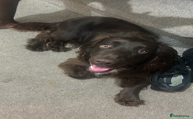 Cocker Spaniel dogs Beautiful cocker spaniel needs a new home  - Advert 2