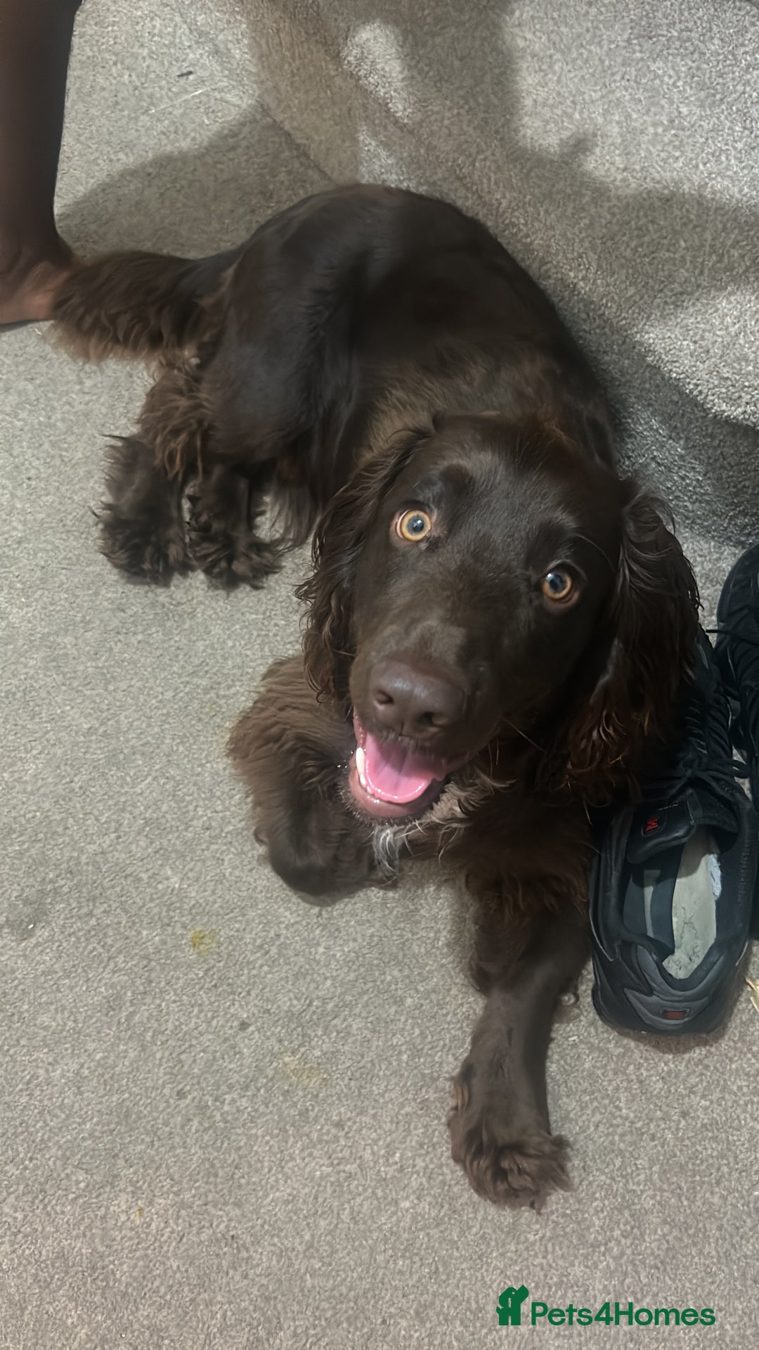 Cocker Spaniel dogs for sale: Beautiful cocker spaniel needs a new home  - Advert 1